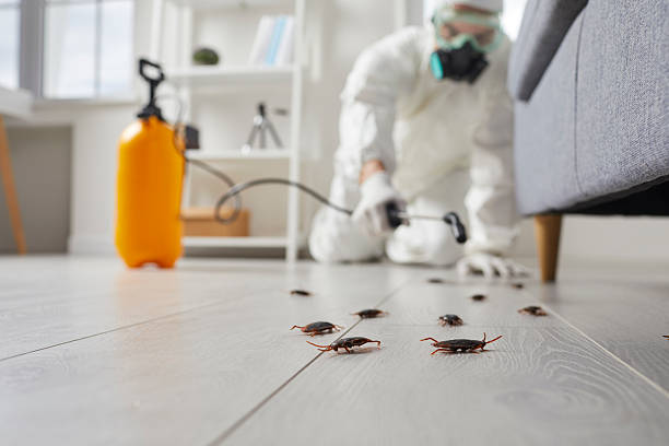 Post-Treatment Bed Bug Interceptor Monitoring in San Antonio Heights